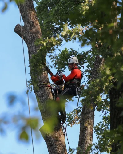 Tree-Removal